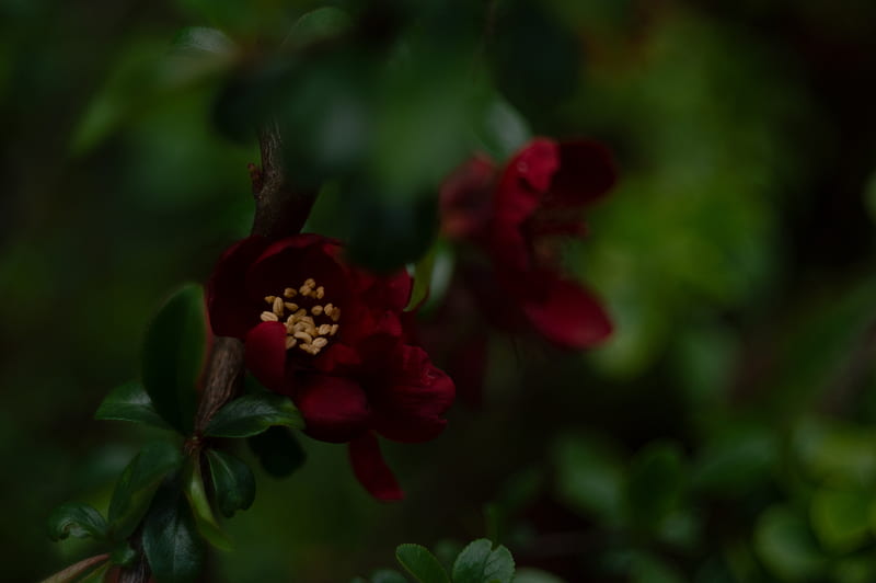 Red And Green, blur, bokeh, flower, huawei, iphone, nature, samsung, spring, HD wallpaper