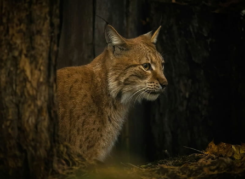 Lynx, Mammals, Zoology, Cats, Animals, HD wallpaper | Peakpx