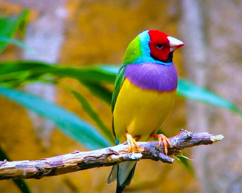 Beautiful bird, bonito, bird, nature, HD wallpaper