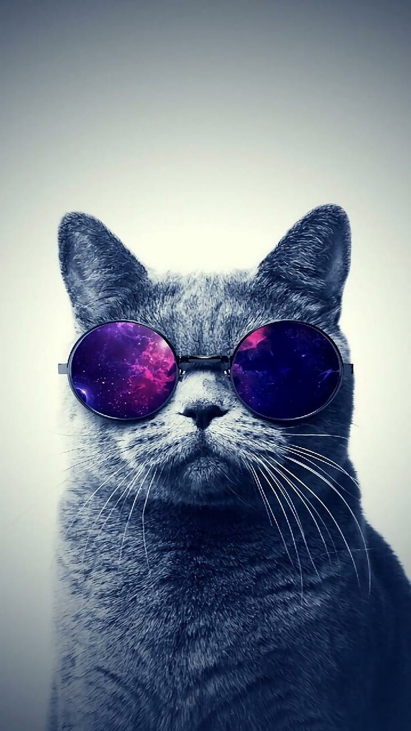 Kitten with Glasses, bobgirlhappy, hipstercat, HD phone wallpaper