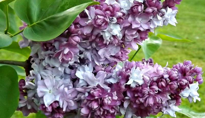 purple lilacs, flowers, purple, lilacs, sprigs, HD wallpaper