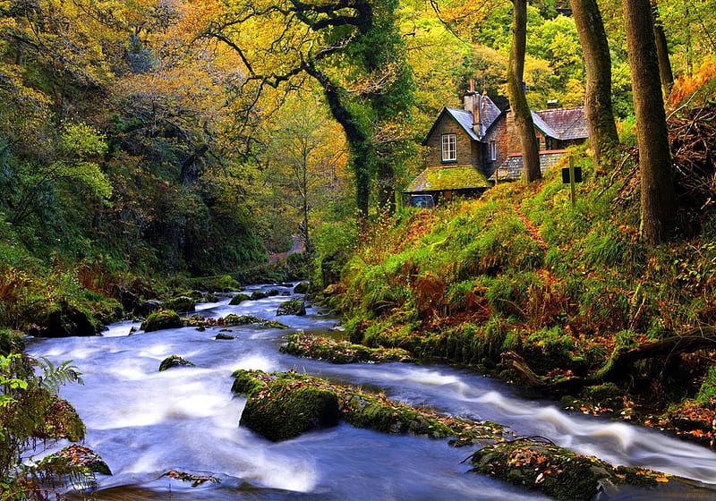 Forest cottages, stream, pretty, colorful, cottages, grass, woods, cabin, bonito, nice, river, forest, quiet, calmness, lovely, houses, creek, trees, peacweful, water, serenity, summer, nature, HD wallpaper