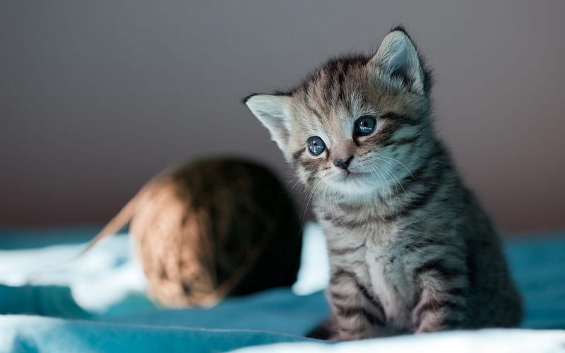 Mèo Mỹ: Mèo Mỹ với bộ lông mượt mà và đường nét tinh tế sẽ cuốn hút bạn ngay từ ánh mắt đầu tiên. Hãy cùng ngắm nhìn bức ảnh này và thư giãn với vẻ đẹp độc đáo của mèo Mỹ.
