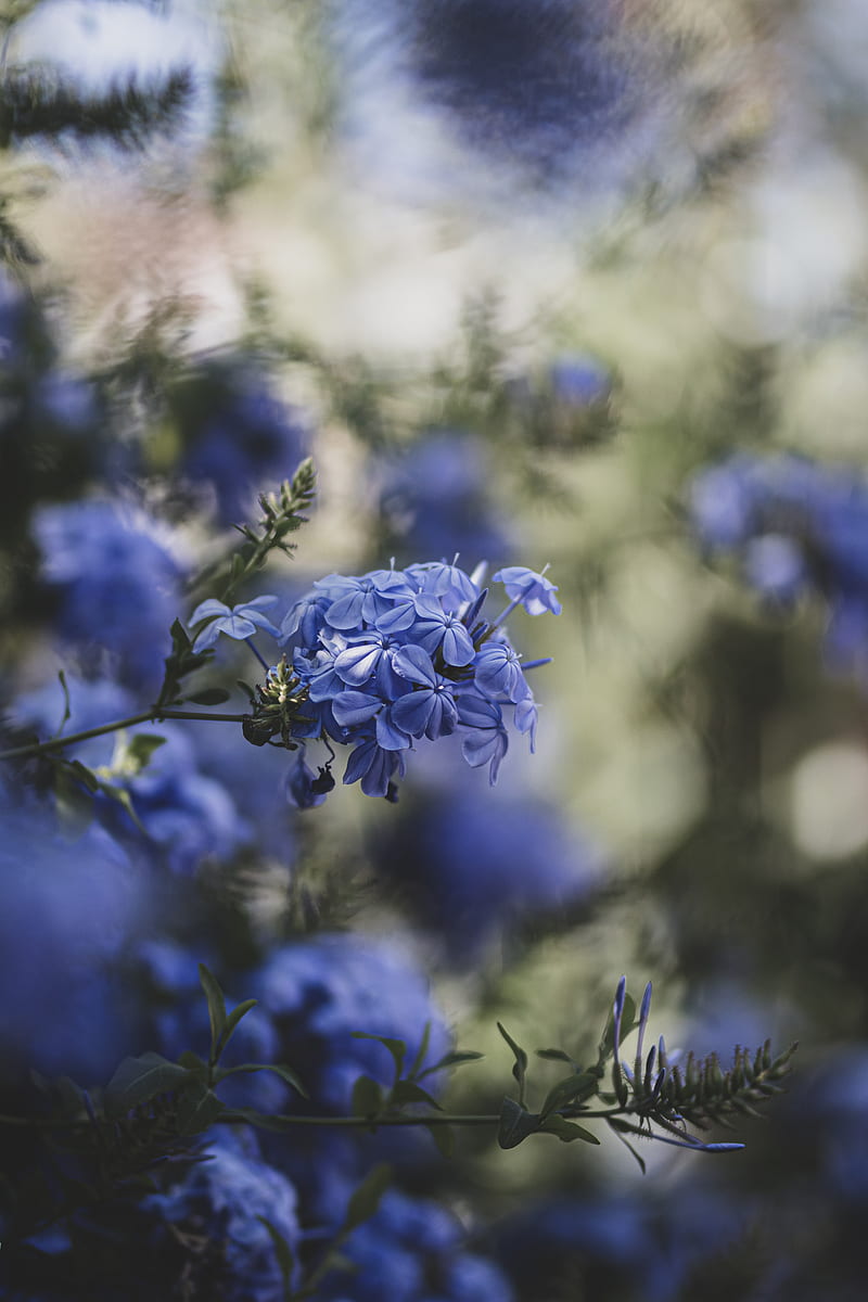 blue flowers, flowers, bloom, blur, HD phone wallpaper