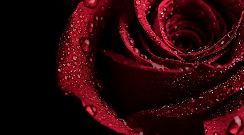 * Wet rose *, red rose, wet, rose, water drops, flower, petals, HD ...