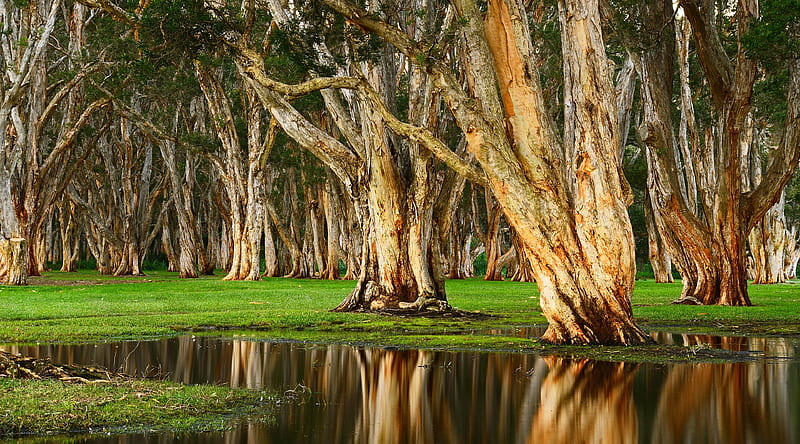Old Trees Swamp Ultra, Nature, Forests, Wood, Park, Australia, Swamp, Grove, paperbark, melaleuca, tea tree, HD wallpaper