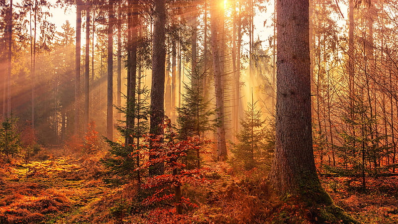 Autumn Sunbeams Forest Light Rays Nature, HD wallpaper