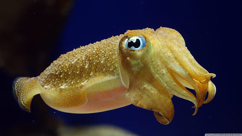 cuttlefish, yellow, sea, blue, HD wallpaper