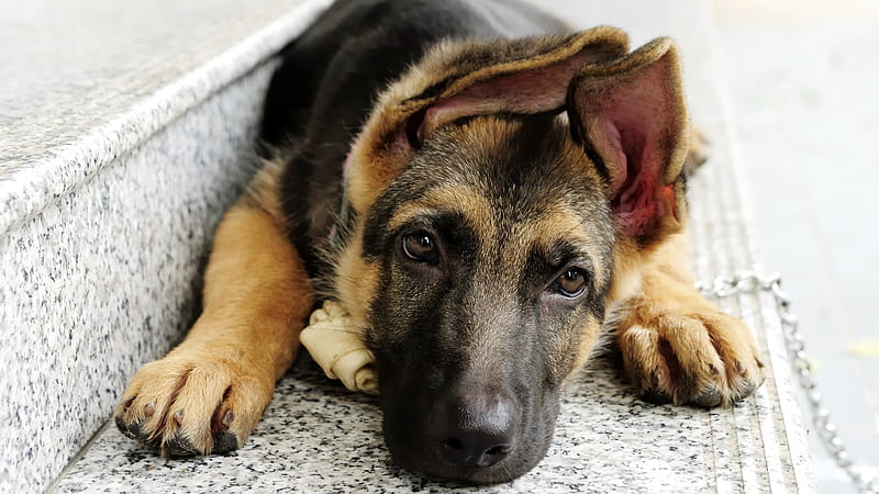 German shepherd dogs, puppies, pets, cute animals, HD wallpaper