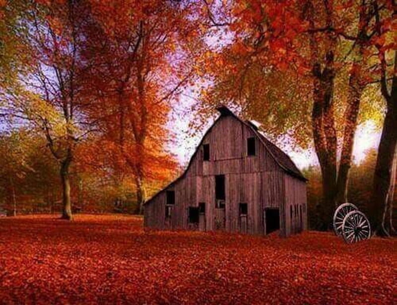 Autumn Leaves and Old Barn, Barn, Forest, Old, Leaves, Nature, HD wallpaper