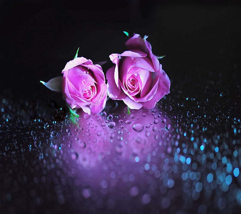 Rosas rosadas, bonitas, encantadoras, negras, bonitas, gotas, rosas,  lindas, Fondo de pantalla HD | Peakpx