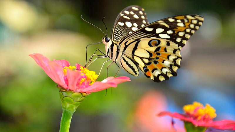Yellow Black Dots Design Butterfly On Flower Filament In Blur Background Butterfly, HD wallpaper
