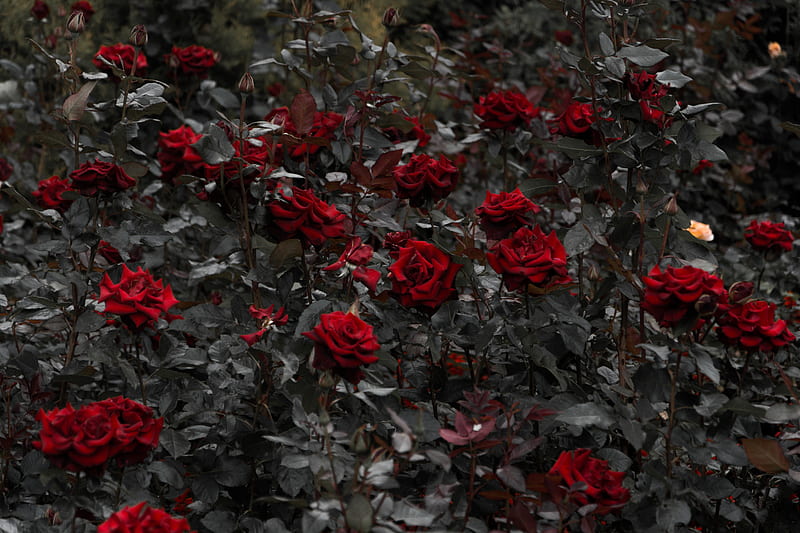 red roses, garden, leaves, Flowers, HD wallpaper