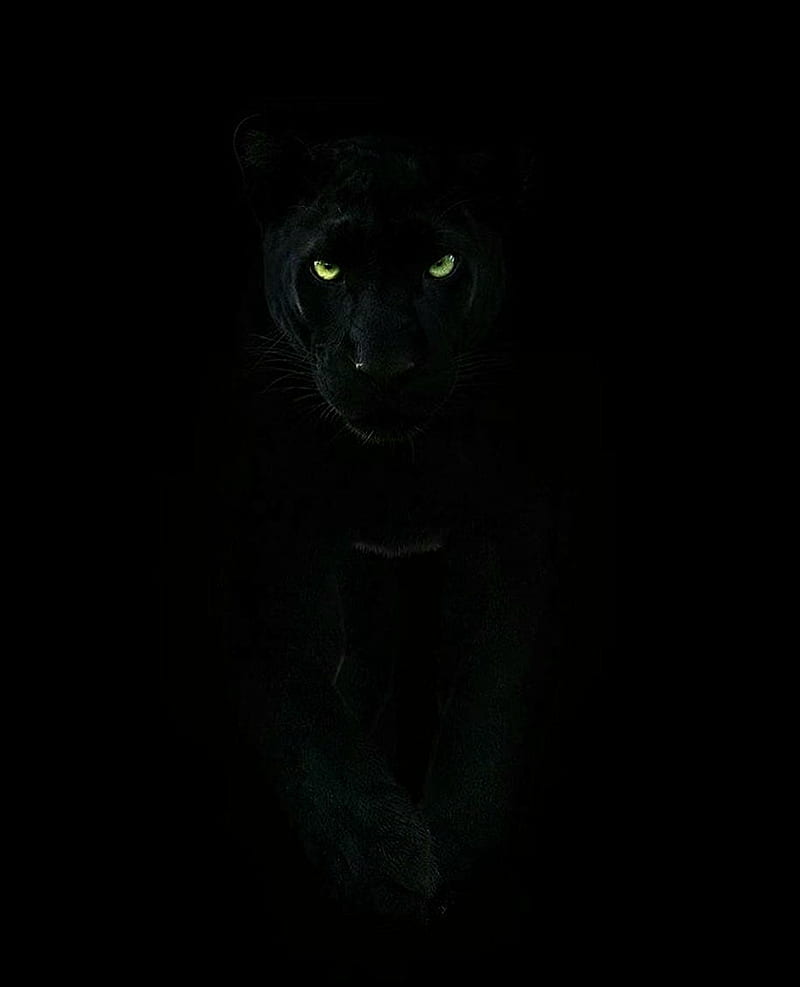Black panther , cat, eyes, yellow, HD phone wallpaper