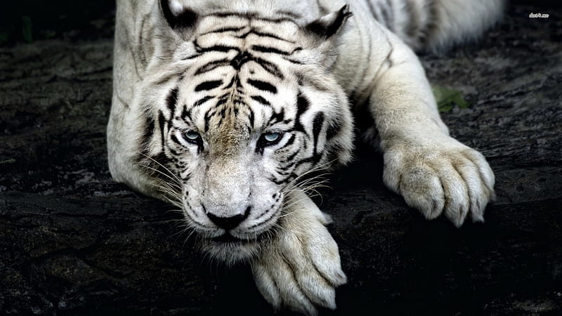 Scary White Tiger, white tiger, siberian tiger, scary tiger, bengal tiger, tiger, HD wallpaper