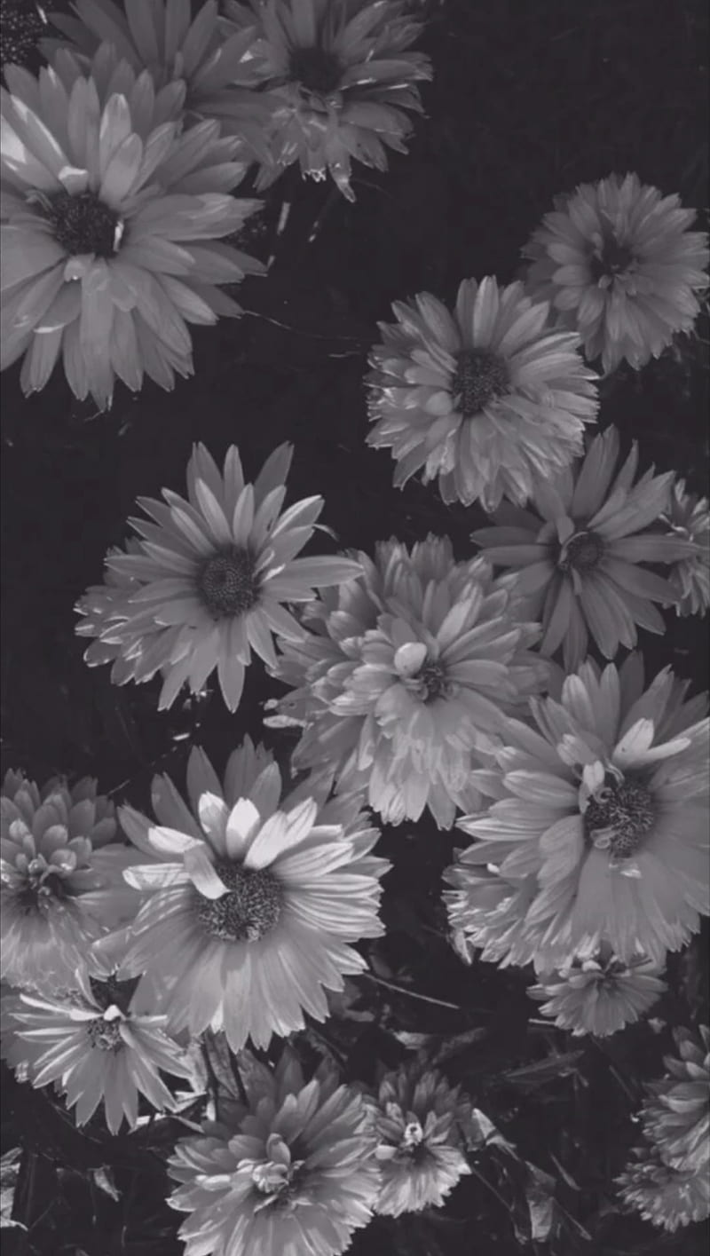 daisy tumblr black and white