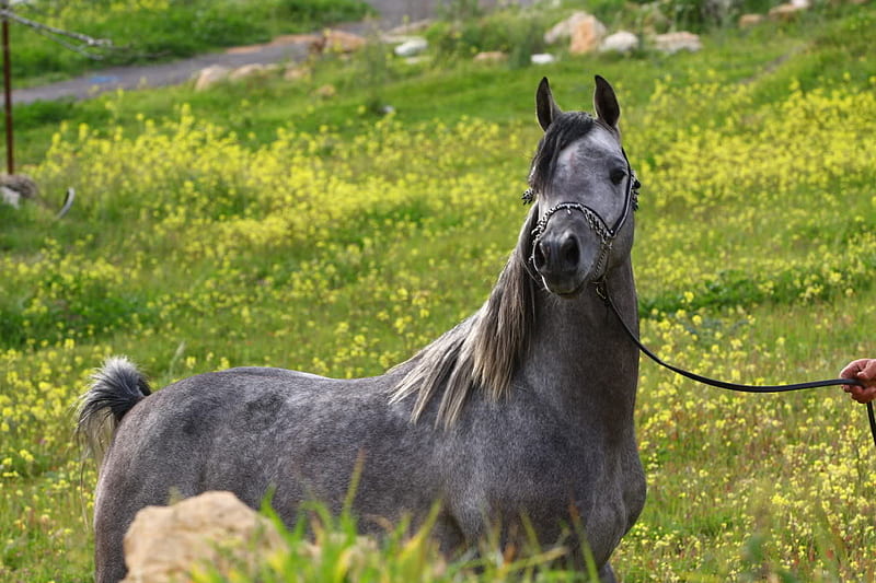 Gray Arabian Horse, gray arabians, rocks, grass, arabians, nature, animals, horses, HD wallpaper