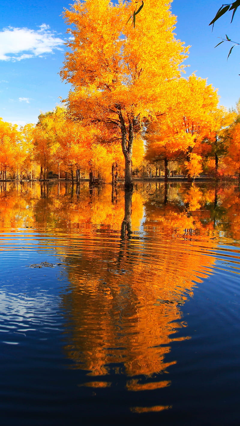 Reflection , fall, scenery, tree, landscape, HD phone wallpaper