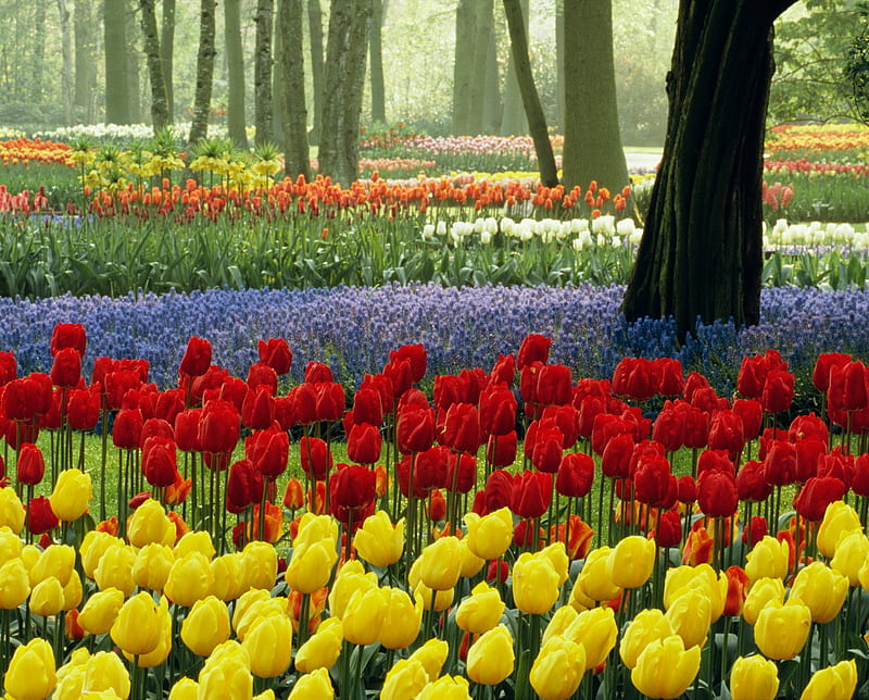 Tulips Keukenhof, keukenhof gardens, lisse, the netherlands, HD wallpaper