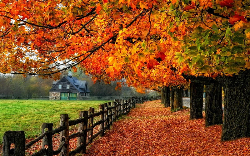 Fall, colors, fields, trees, HD wallpaper | Peakpx