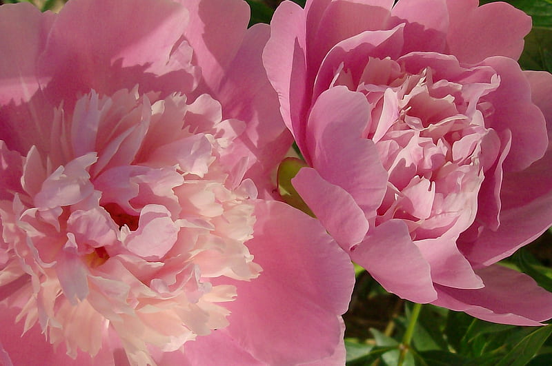 My first Peonies, flowers, nature, from my garden, pink, HD wallpaper