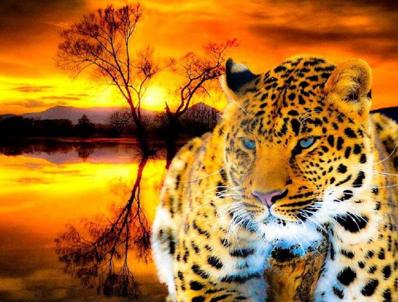 Beauty, Leopard, Cats, animals, Sunset, HD wallpaper