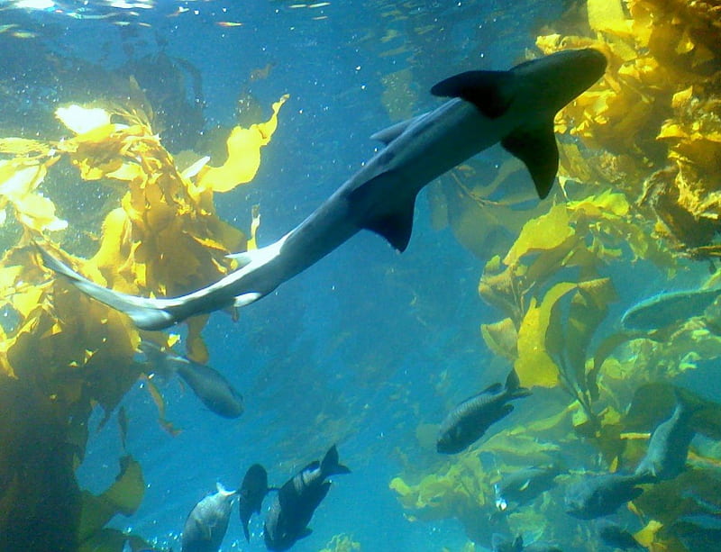 Monterey Bay Aquarium, shark, monterey, bay, aquarium, HD wallpaper