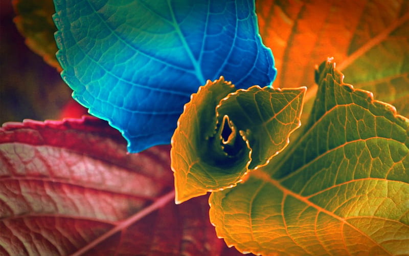 Image of Lime lovebird hydrangea flower macro