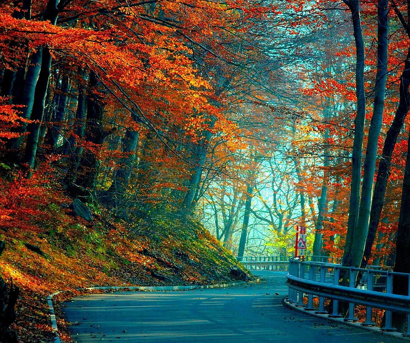 Autumn forest, leaves, road, HD wallpaper