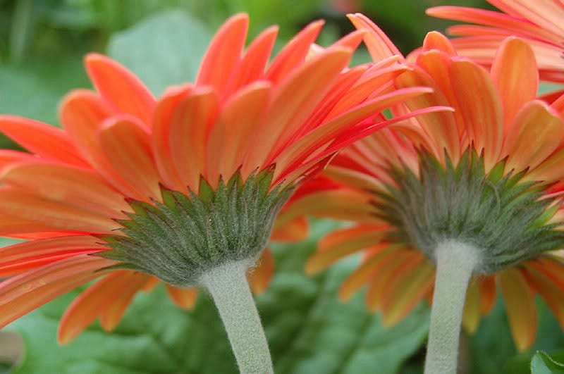 Pink Gerber Daisies, flower, gerber, pink, daisy, HD wallpaper