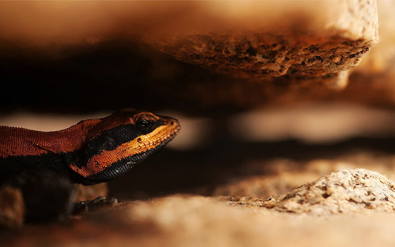 lizard macro-Animal, HD wallpaper