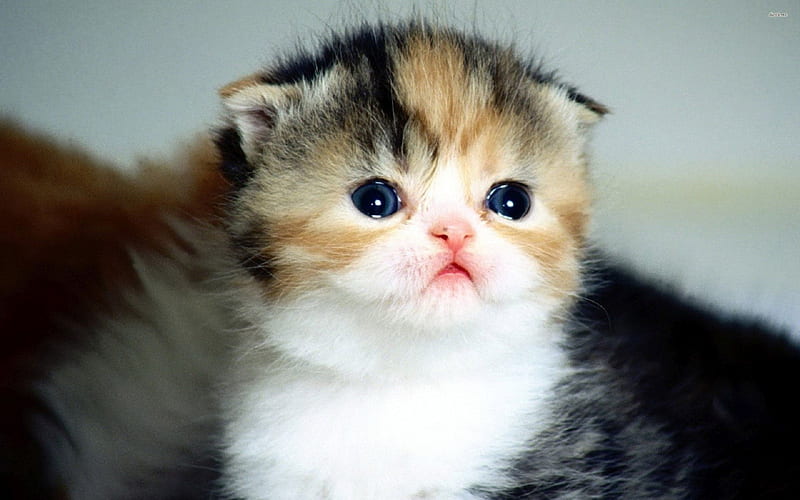 Scottish fold kitten, scottish, cat, kitten, fold, HD wallpaper | Peakpx