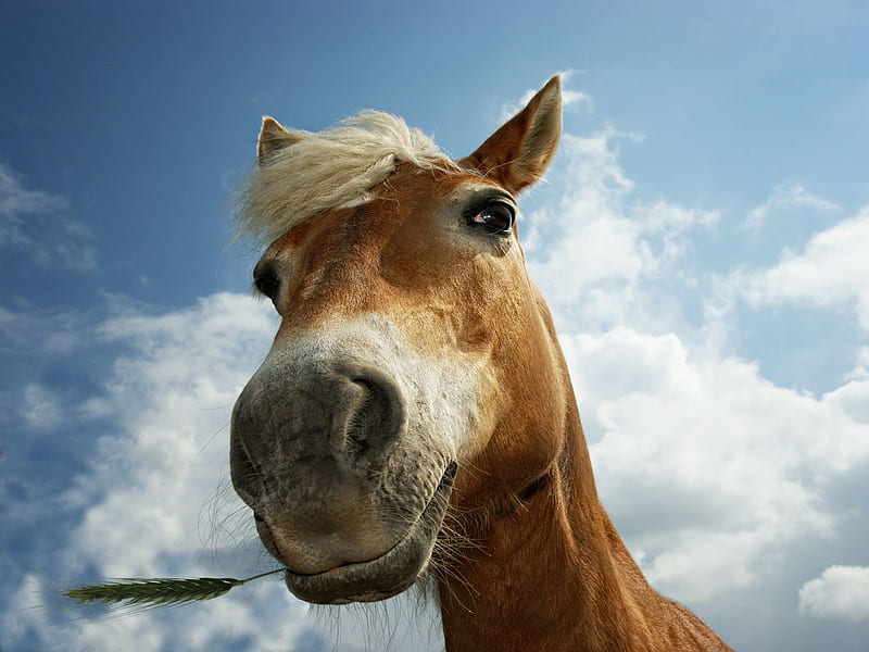 horse face, face, sky, eyes, horse, HD wallpaper