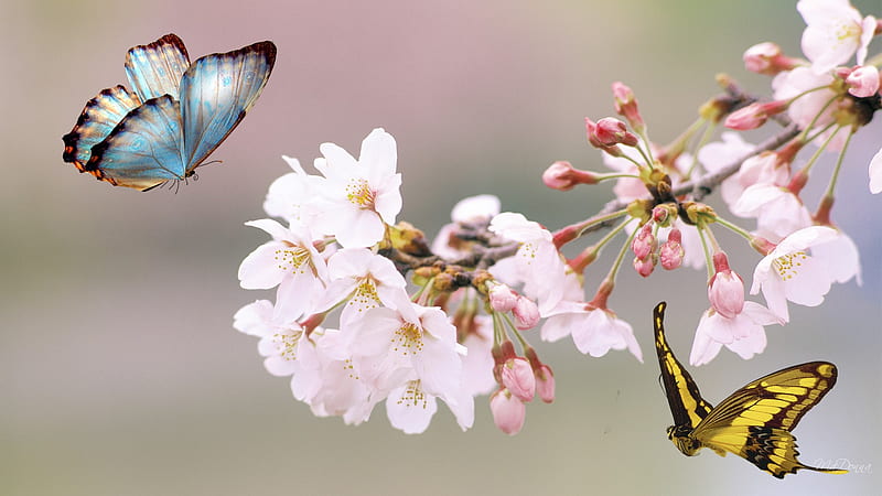 Blossoms and Butterflies, sakura, japan, butterfly, summer, flowers, blossoms, butterflies, blooms, HD wallpaper