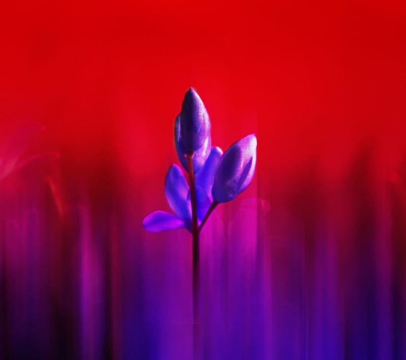 Purple, flower, red, HD wallpaper | Peakpx