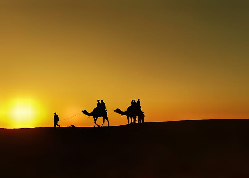 Desert, black, camel, camelride, evening, orange, safari, silhouette, sun, sunset, HD wallpaper