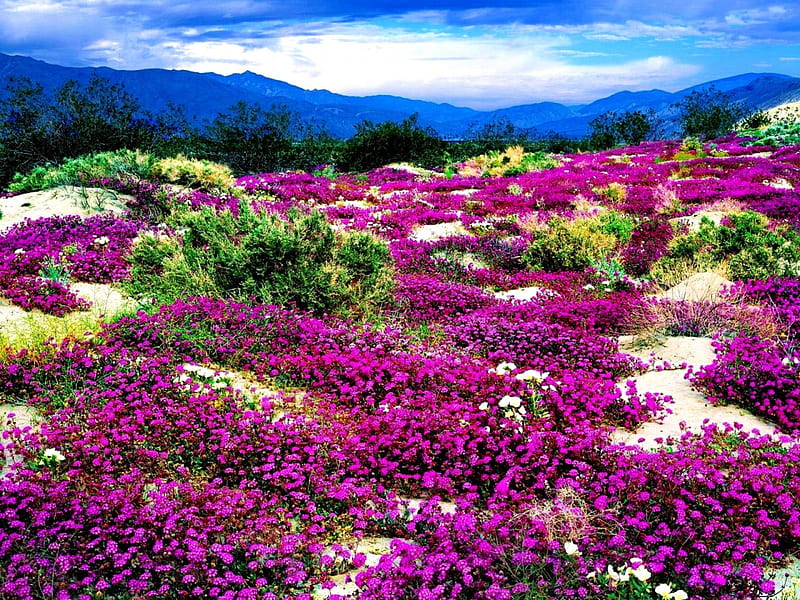 Meadow, sky, clouds, bushes, floral, mountain, stones, purple, flowers, nature, field, HD wallpaper