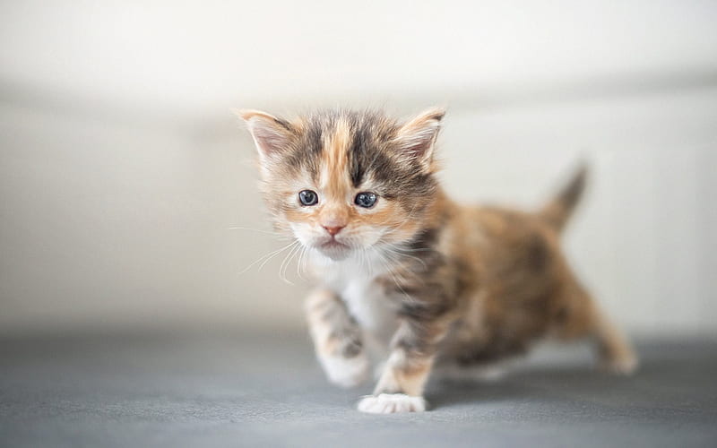 kitten, Maine Coon, cute animals, small kitten, cats, HD wallpaper