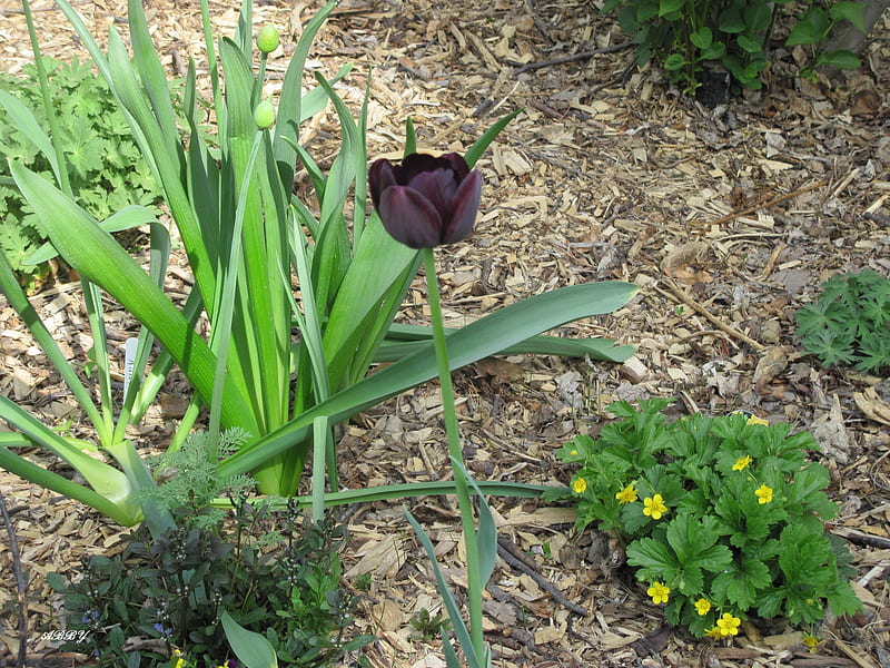 Black Tulip, graphy, Black, Tulip, green, Flowers, HD wallpaper