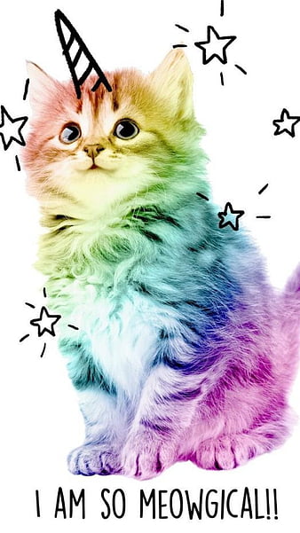 HD rainbow kitten wallpapers | Peakpx
