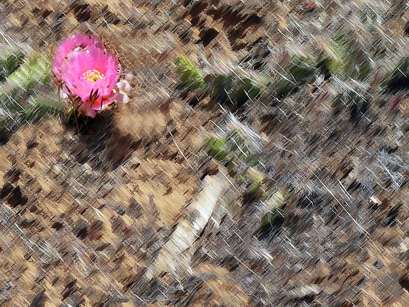 Bloom among the thorns, desert, prickly, single bloom, flower, cactus, HD wallpaper