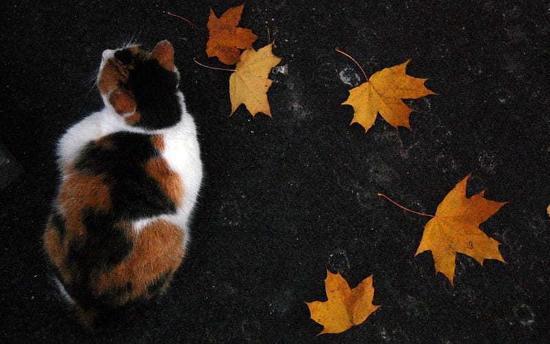 Autumn cat, cute, fall, autumn, calico, cat, kitten, animal, leaf, HD wallpaper