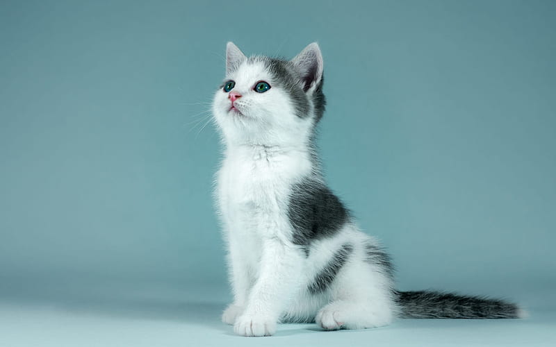 white gray fluffy kitten, cute animals, cats, pets, kitten on a blue background, HD wallpaper