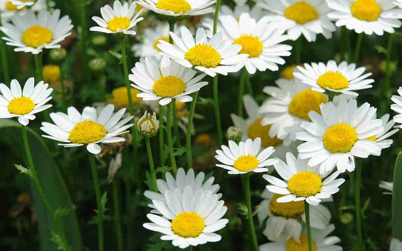 Daisies, white flowers, flowers, nature, white daisies, HD wallpaper