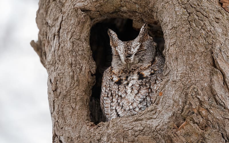 Long-eared Owl, animal, bird, owl, long-eared, HD wallpaper
