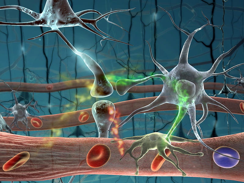 Nervous System / Nervensytem, colorful, nervous, 3d and cg, nervous system, microscopic, HD wallpaper