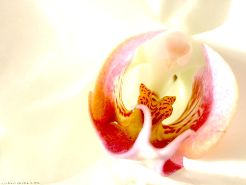 Primer plano de la orquídea blanca, flor, blanco, orquídea, Fondo de  pantalla HD | Peakpx