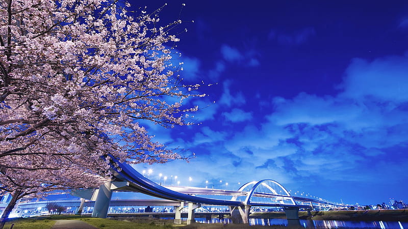 Sakura Cherry Blossom Tree Under Blue Sky Japanese, HD wallpaper