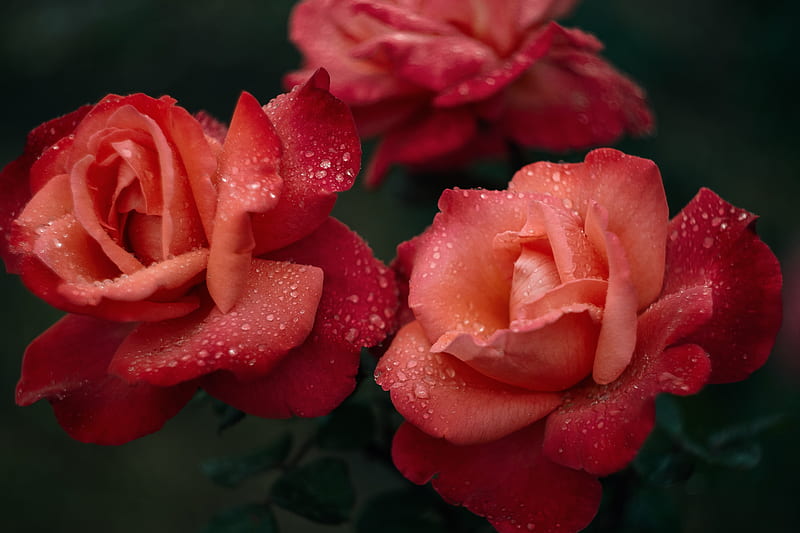 Rose Flower Pink Wet Drops Dew Hd Wallpaper Peakpx