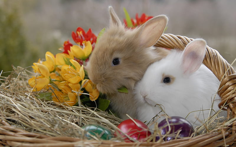 Easter, rabbits, cute animals, spring, Easter eggs, HD wallpaper